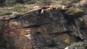 Sólo uno de los doce perros de la rehala que cayeron por un precipicio en Cáceres tras un ciervo ha muerto