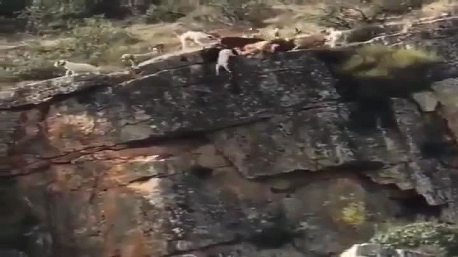Sólo uno de los doce perros de la rehala que cayeron por un precipicio en Cáceres tras un ciervo ha muerto