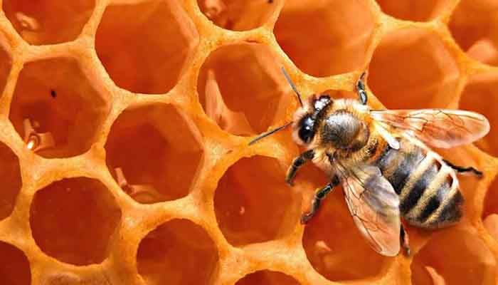 El colectivo apícola se echa a a la calle