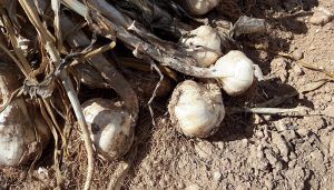 Castilla-La Mancha registra su mayor siniestralidad en la última década, con casi 92 millones de euros de indemnizaciones