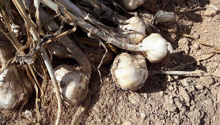 Castilla-La Mancha registra su mayor siniestralidad en la última década, con casi 92 millones de euros de indemnizaciones