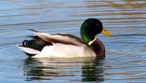 El IREC coordinará una base de datos de aves silvestres claves en la propagación de la gripe aviar en Europa