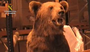 Golpe a la caza ilegal de animales exóticos guardaban sus trofeos en Fontanar