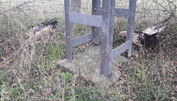 La muerte de tres águilas imperiales en la provincia de Toledo revela la amenaza que suponen los tendidos eléctricos para las aves