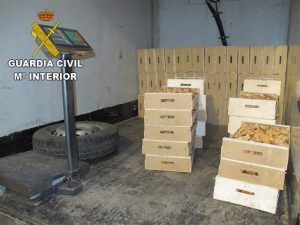 Las inspecciones micológicas en Guadalajara se saldan con 18 denuncias y una tonelada de níscalos requisada