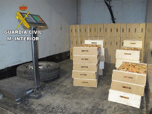 Las inspecciones micológicas en Guadalajara se saldan con 18 denuncias y una tonelada de níscalos requisada