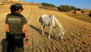 UGT denuncia que el año termine sin atenderse las tres grandes demandas de los Agentes Medioambientales 2 UGT denuncia que el año termine sin atenderse las tres grandes demandas de los Agentes Medioambientales