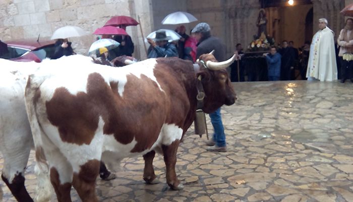 Brihuega celebra con sus tradicionales gachas la festividad de San Antón