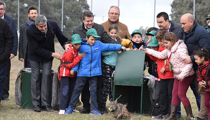 Castilla-La Mancha refuerza su compromiso con la biodiversidad y el lince ibérico con la reintroducción de 14 nuevos ejemplares en su hábitat natural
