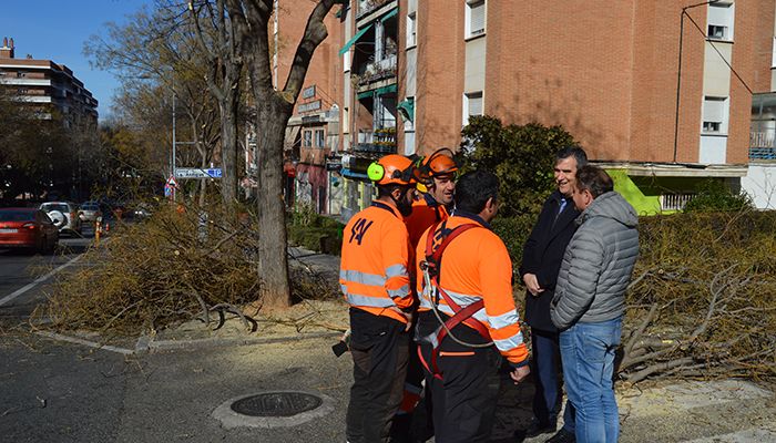 El plan de podas sigue su curso en Guadalajara