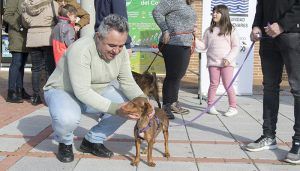 Hogar Amigo cierra el año con actos públicos en Cabanillas y Villanueva, menos perros en sus instalaciones y un 90% de adopciones