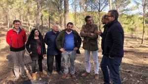 La Junta realiza trabajos preventivos de incendios forestales y mejora de monte en más de 100 hectáreas del pinar de Chiloeches