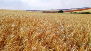 Los cereales de invierno verán recortada la superficie de cultivo en casi 300000 hectáreas