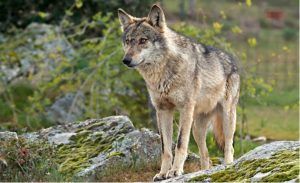 Los ganaderos de la Sierra Norte piden a la Junta una serie de medidas, entre ellas revisar las indemnizaciones, ante el ataque los lobos