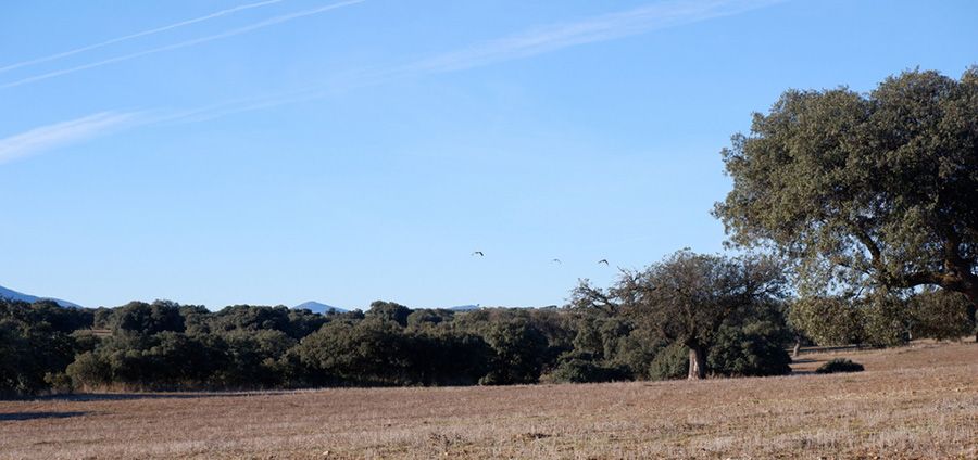 PEFC lanza un proyecto para mejorar el hábitat del águila imperial