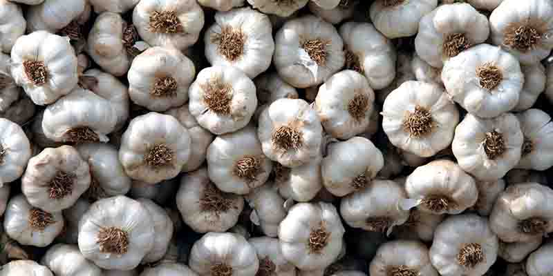 ASAJA Cuenca califica de “falsas e irresponsables” las acusaciones de CCOO sobre las condiciones laborales de los trabajadores del sector del ajo