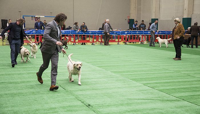Los mejores 130 labradores retriever de España y Portugal se dan cita en Trillo