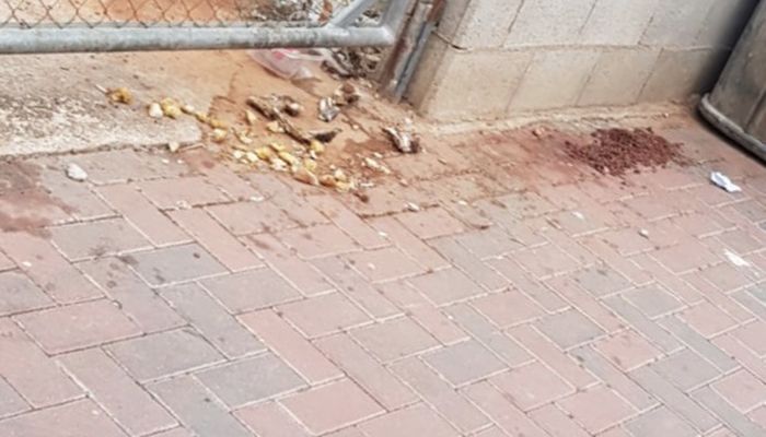 San Clemente multará a quien deje comida o restos orgánicos en la vía pública