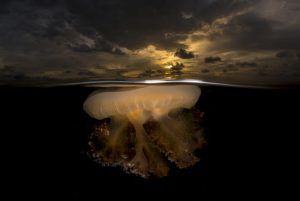 Seis fotógrafos españoles entre los finalistas de la competición abierta de los Sony World Photography Awards 2019