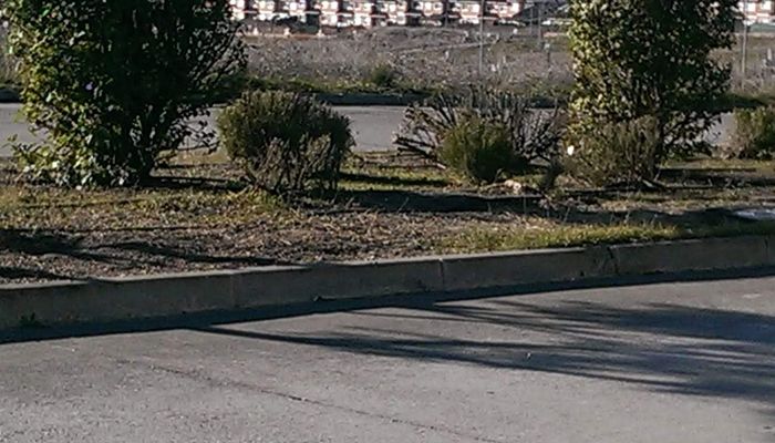 Yolanda Ramírez expresa su satisfacción por el arreglo y limpieza de la zona ajardinada de la Avenida de Los Arenales en El Casar