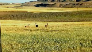 ASAJA CLM pide a Agricultura ampliar las comarcas de emergencia cinegética por los daños de la caza