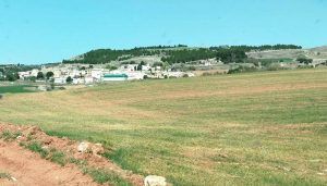 ASAJA Cuenca alerta de los efectos irreversibles de la sequía en el cereal si no llueve en unos días