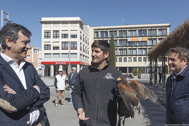El Ayuntamiento de Guadalajara quiere acabar con la proliferación de aves en la ciudad: ya hay más de 10.000 palomas torcaces