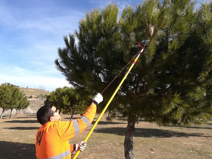 El Ayuntamiento de Guadalajara refuerza las actuaciones contra la procesionaria del pino