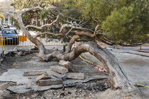 El entorno del “pino tumbado” de la Concordia, objeto de varias actuaciones para realzar la singularidad y el valor del famoso árbol de Guadalajara