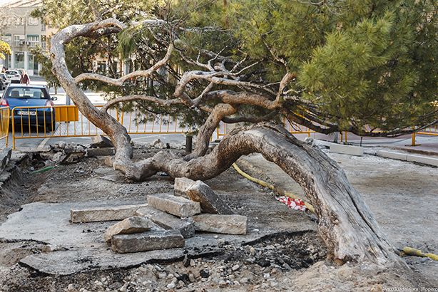 El entorno del “pino tumbado” de la Concordia, objeto de varias actuaciones para realzar la singularidad y el valor del famoso árbol de Guadalajara