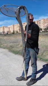 Encuentran una culebra de tres metros en las afueras de Cuenca
