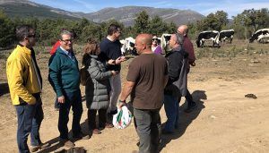 Junta y ganaderos de Guadalajara trabajan conjuntamente para mantener los cortafuegos gracias al pastoreo intensivo