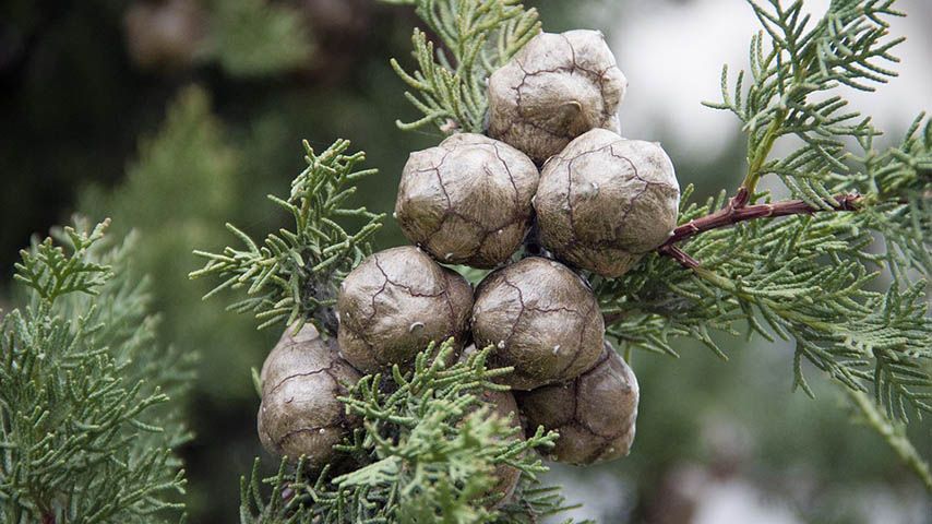 La UCLM y el Gobierno regional informan online sobre los niveles de polen y esporas en la atmósfera