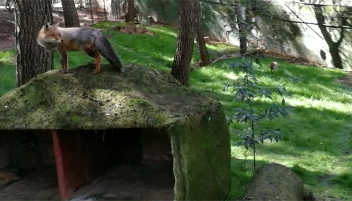 Los zorros del zoo de Guadalajara disfrutan de un recinto renovado