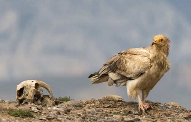 Science se hace eco de la problemática de la matanza ilegal de aves en Europa