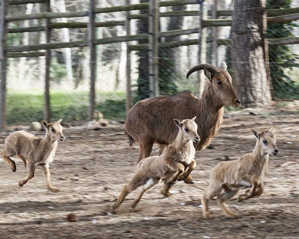El zoo de Guadalajara, miembro fundador de Aiza,participa de forma activa en las labores de educación y de conservación de la fauna 3 El zoo de Guadalajara, miembro fundador de Aiza,participa de forma activa en las labores de educación y de conservación de la fauna