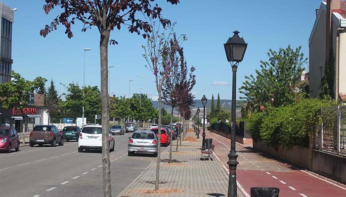 El Ayuntamiento de Cabanillas sustituye árboles enfermos y que generan destrozos por nuevos ejemplares