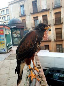 El Ayuntamiento de Guadalajara realiza vuelos  disuasorios con aves rapaces para ahuyentar a las palomas en Santo Domingo y la Concordia