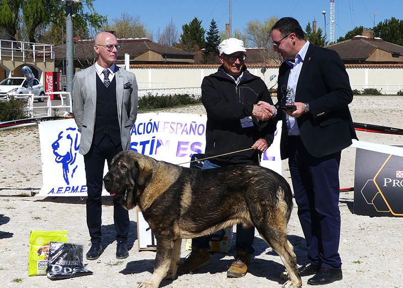 El VI Concurso Nacional de Mastín Español estrena escenario en el recinto de la Hípica con éxito de participantes y público