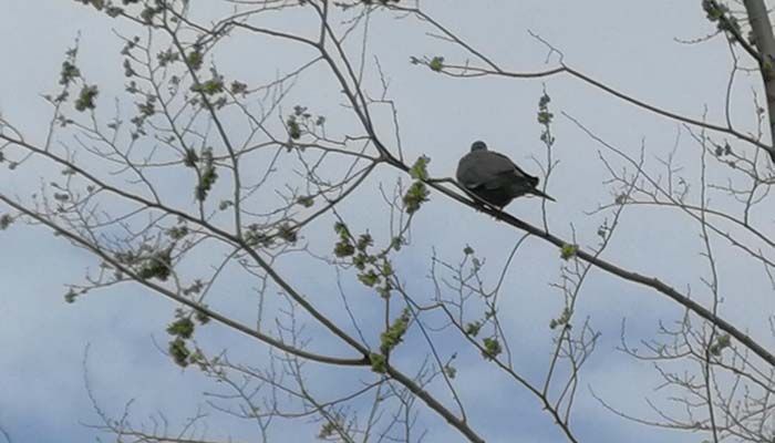 El zoo de Guadalajara, testigo de la época de cría de aves