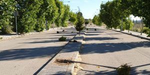 El Ayuntamiento de Cabanillas pide colaboración para atrapar a los vándalos que han arrancado una decena de árboles recién plantados