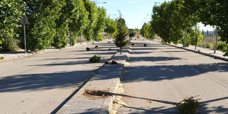 El Ayuntamiento de Cabanillas pide colaboración para atrapar a los vándalos que han arrancado una decena de árboles recién plantados