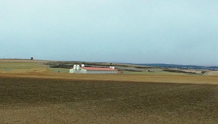 La sectorial del Porcino de Asaja Cuenca destaca la importante inversión y creación de empleo del sector y pide respeto al trabajo de los ganaderos