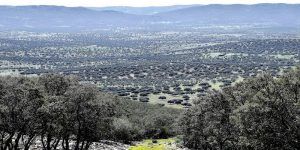 Publicada la aprobación del PRUG del Parque Natural ‘Valle de Alcudia y Sierra Madrona’, tras un proceso de participación y consenso de todos los interlocutores