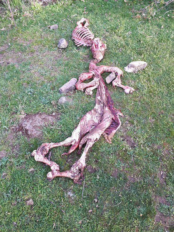 Seis animales muertos y dos desaparecidos por ataques de lobo en la Sierra de Guadalajara 3 Seis animales muertos y dos desaparecidos por ataques de lobo en la Sierra de Guadalajara