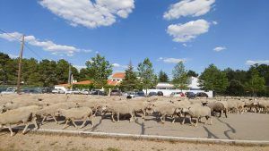 Manuel Cardo, trashumante. El problema siempre es el mismo, la falta de agua. Los ayuntamientos tendrían que ayudarnos por ley. Menos mal que las explotaciones, al lado de la Cañada, nos la dan 3 El rebaño por el Club de Tenis en la Cañada Real