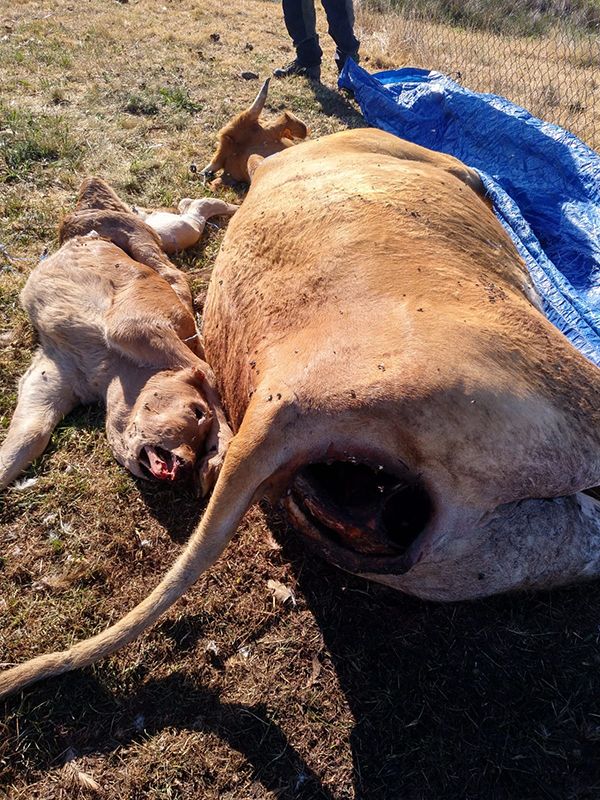 ASAJA CLM demanda una mejor gestión de los muladares para evitar el ataque de los buitres al ganado 3 ASAJA CLM demanda una mejor gestión de los muladares para evitar el ataque de los buitres al ganado