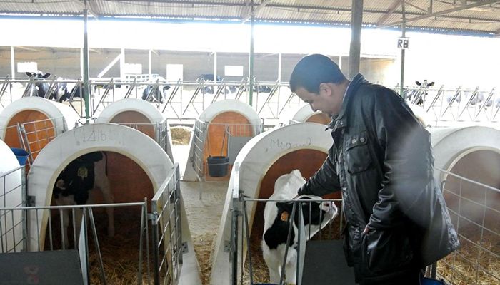 El Gobierno de Castilla-La Mancha abona este viernes más de 7,2 millones de euros de ayudas de la PAC, principalmente para vacuno