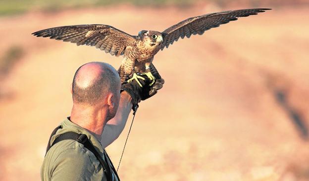 El MINCOTUR confirma a la RFEC que se podrán seguir exportando aves de cetrería como hasta ahora