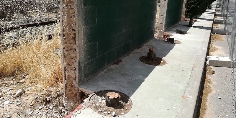 Izquierda Unida denuncia la tala indiscriminada de más de treinta cipreses en Azuqueca